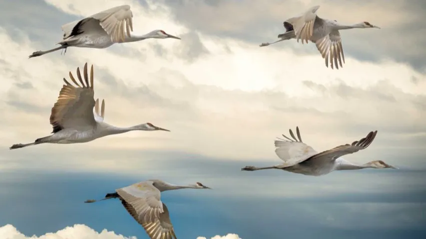 Scala 3 Migration: Report from the Field